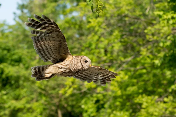 Hibou barré en vol dans les bois — Photo