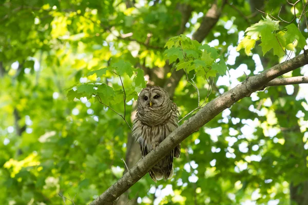 Chouette rayée perchée dans l'arbre — Photo