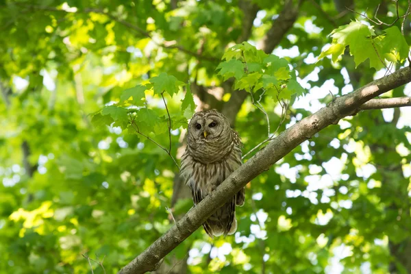 Chouette rayée perchée dans l'arbre — Photo