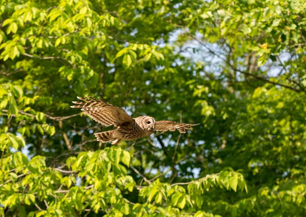 Hibou barré en vol dans les bois — Photo