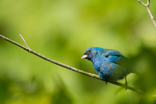 Индиго-блинчики в дереве

