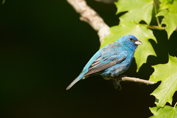 Индиго-блинчики в дереве
