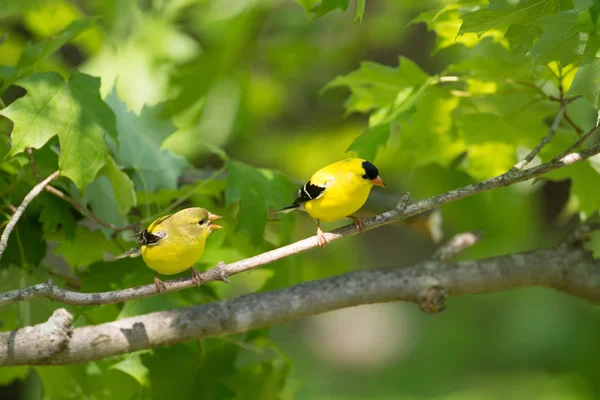 Feminino e masculino americano goldfinch — Fotografia de Stock