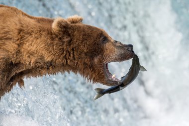 Alaska boz ayı somon balığı yakalamaya çalışırken