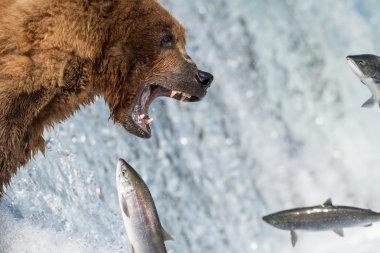 Alaska boz ayı somon balığı yakalamaya çalışırken