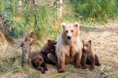 Alaska boz ayı domuz ve yavrularını