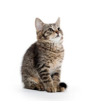 Sevimli tekir beyaz izole