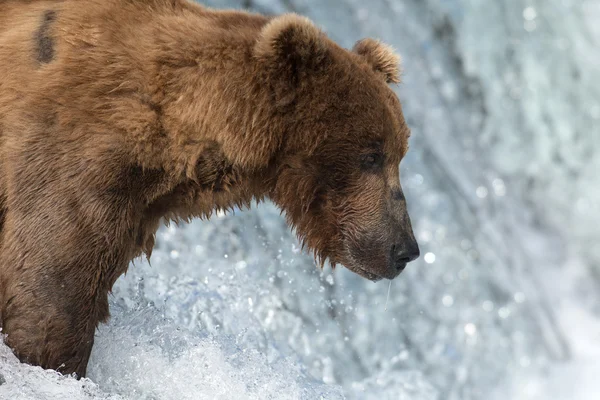 Oso pardo de Alaska intentando atrapar salmón — Foto de Stock