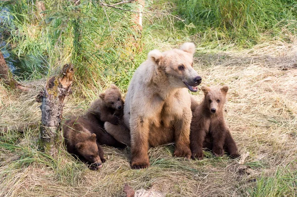 Alaskan oso marrón cerda y cachorros —  Fotos de Stock
