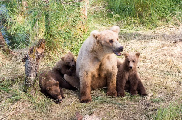 Αλάσκα καφέ αρκούδα γουρούνα και cubs — Φωτογραφία Αρχείου