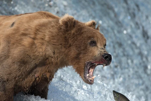 Αλάσκα καφέ αρκούδα προσπαθεί να πιάσει σολομού — Φωτογραφία Αρχείου