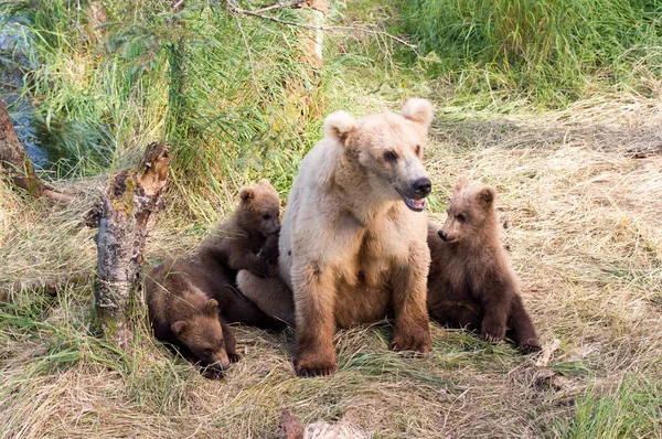Alaskan brunbjörn sugga och ungar — Stockfoto