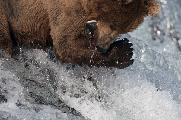 Orso bruno dell'Alaska cattura del salmone — Foto Stock