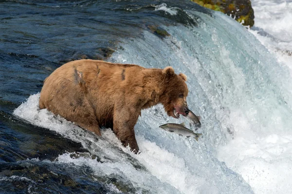 Urso castanho do Alasca a tentar apanhar salmão — Fotografia de Stock