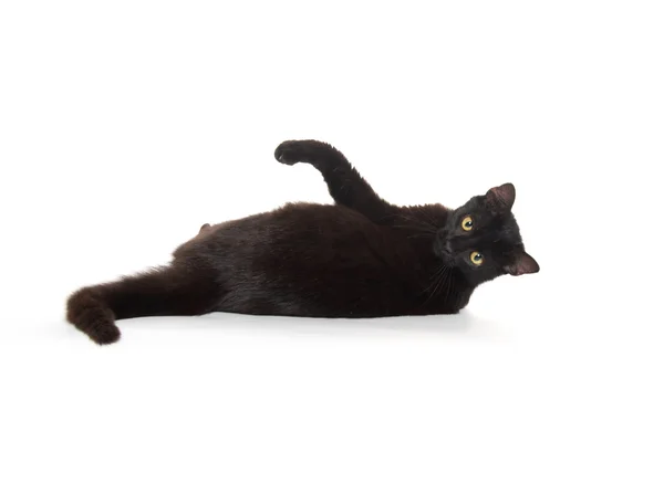 Siyah kedi beyaz üzerine izole edilmiş — Stok fotoğraf
