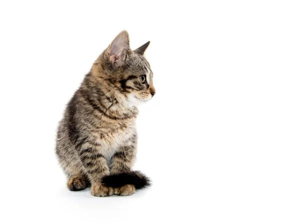 Mignon tabby isolé sur blanc — Photo