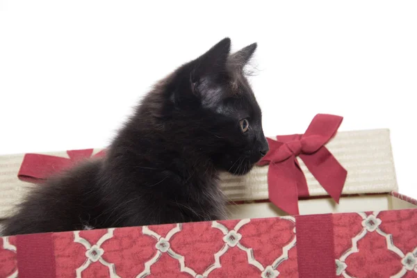 Черный котёнок в подарочной коробке — стоковое фото