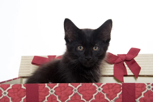 在礼品盒中的黑色小猫 — 图库照片