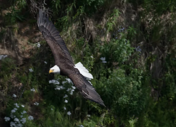 Flintörn under flygning — Stockfoto