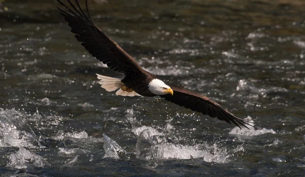 Flintörn under flygning — Stockfoto