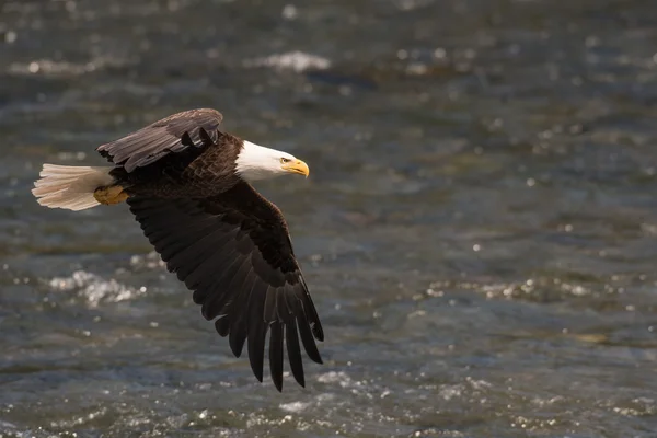 Bald eagle in flight — Stock Photo, Image