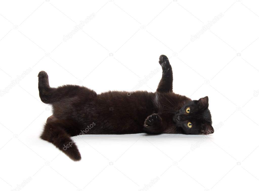 Chat Noir Isole Sur Blanc Image Libre De Droit Par Eei Tony C Chat Noir Isole Sur Blanc Image Libre De Droit Par Eei Tony C
