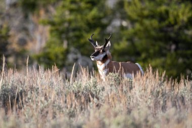 Grand Teton Ulusal Parkı 'ndaki bir çayırda duran boynuzlu at.