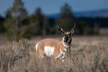 Grand Teton Ulusal Parkı 'ndaki bir çayırda duran boynuzlu at.