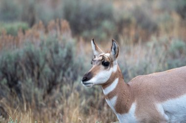 Grand Teton Ulusal Parkı 'ndaki açık bir çayırda dişi bir zamir boynuzu.