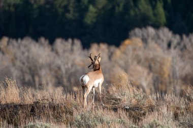 Grand Teton Ulusal Parkı 'ndaki bir çayırda duran boynuzlu at.