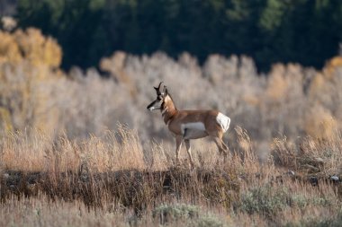 Grand Teton Ulusal Parkı 'ndaki bir çayırda duran boynuzlu at.