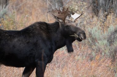 Güz ayında Grand Teton Ulusal Parkı 'nda genç bir geyik..