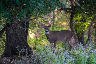 Sonbaharda ormanda beyaz kuyruklu geyik.