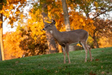 Beyaz kuyruklu geyik geyiği arka planda sonbahar renkleriyle çayırda