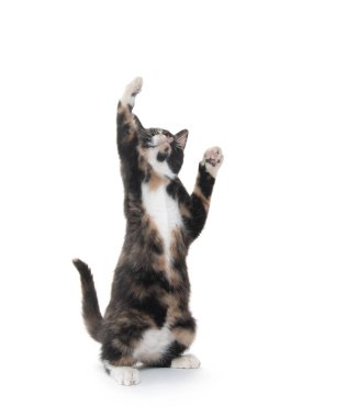 Beyaz arkaplanda izole bir şekilde oynayan sevimli kaplumbağa kabuklu kedi yavrusu.