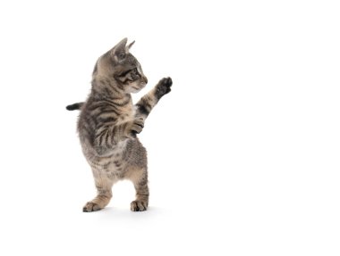 Beyaz arka planda izole edilmiş sevimli tekir kedicik oynuyor