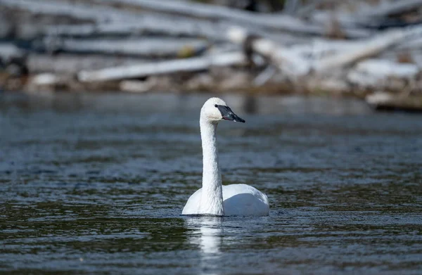 Trumpetistická Labuť Pomalu Pohybujícím Potoce Yellowstonském Národním Parku Podzim — Stock fotografie