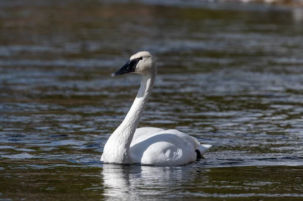 Trumpetistická Labuť Pomalu Pohybujícím Potoce Yellowstonském Národním Parku Podzim — Stock fotografie