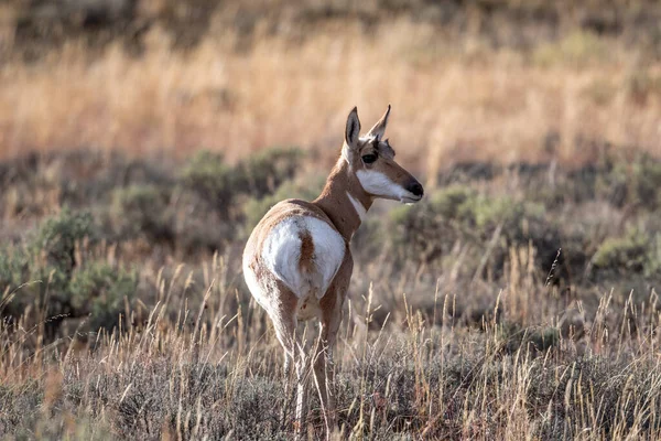 Pronome Feminino Prado Aberto Grand Teton National Park — Fotografia de Stock