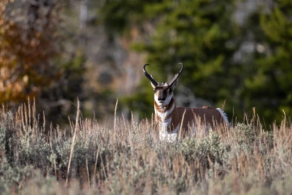 Pronghorn Buck Debout Sur Une Colline Dans Une Prairie Dans — Photo