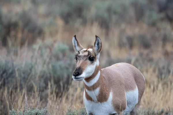 Pronome Feminino Prado Aberto Grand Teton National Park — Fotografia de Stock