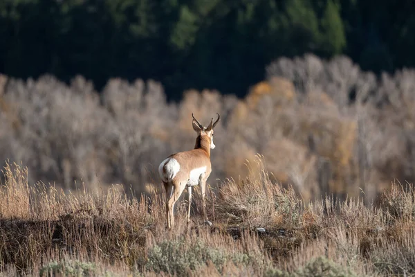 Buck Pronghorn Uma Colina Prado Grand Teton National Park — Fotografia de Stock