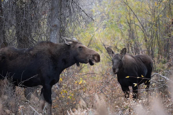 Vache Orignal Veau Dans Les Bois Automne Dans Parc National — Photo