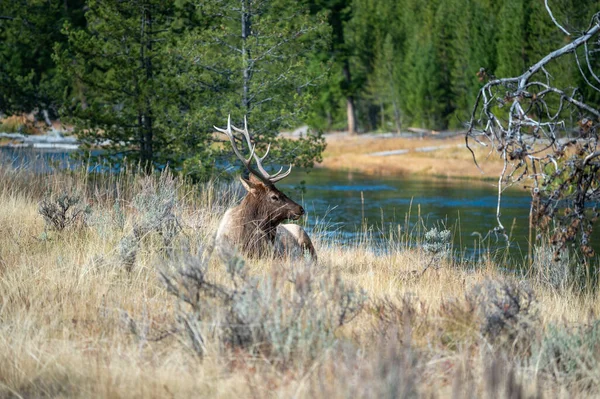 Bull Elk Resting River Yellowstone National Park — Stock Photo, Image