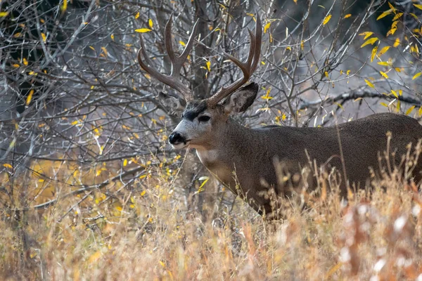 Grote Ezel Hert Bok Het Bos Herfst Grand Teton National — Stockfoto