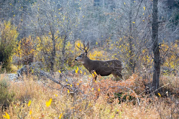 Large mule deer buck in the woods in fall in Grand Teton National Park