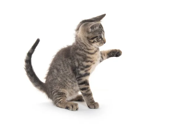 Schattig Tabby Kitten Spelen Geïsoleerd Witte Achtergrond — Stockfoto