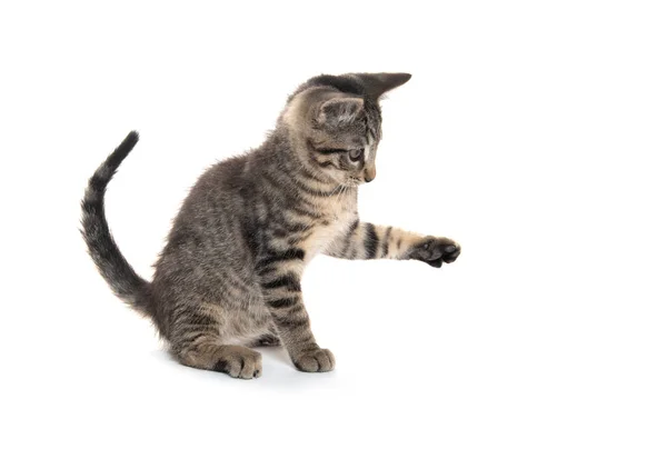 Nettes Gestromtes Kätzchen Spielt Isoliert Auf Weißem Hintergrund — Stockfoto