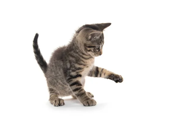 Roztomilé Tabby Kotě Hrát Izolované Bílém Pozadí — Stock fotografie