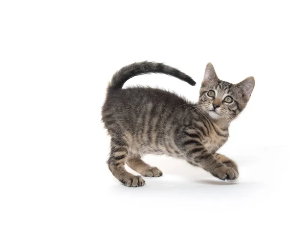 Cute Tabby Kitten Playing Isolated White Background — Stock Photo, Image